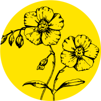 Bach Rock Rose, one of flower essences in Rescue Remedy