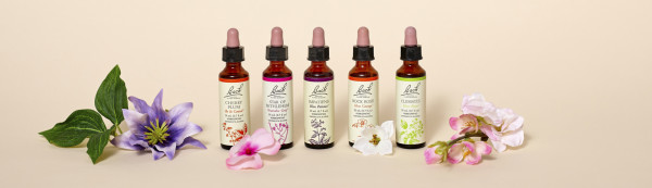 The 5 Bach flowers in Dr. Bach’s Rescue Remedy: Cherry Plum, Star of Bethlehem, Impatiens, Rock Rose, Clematis